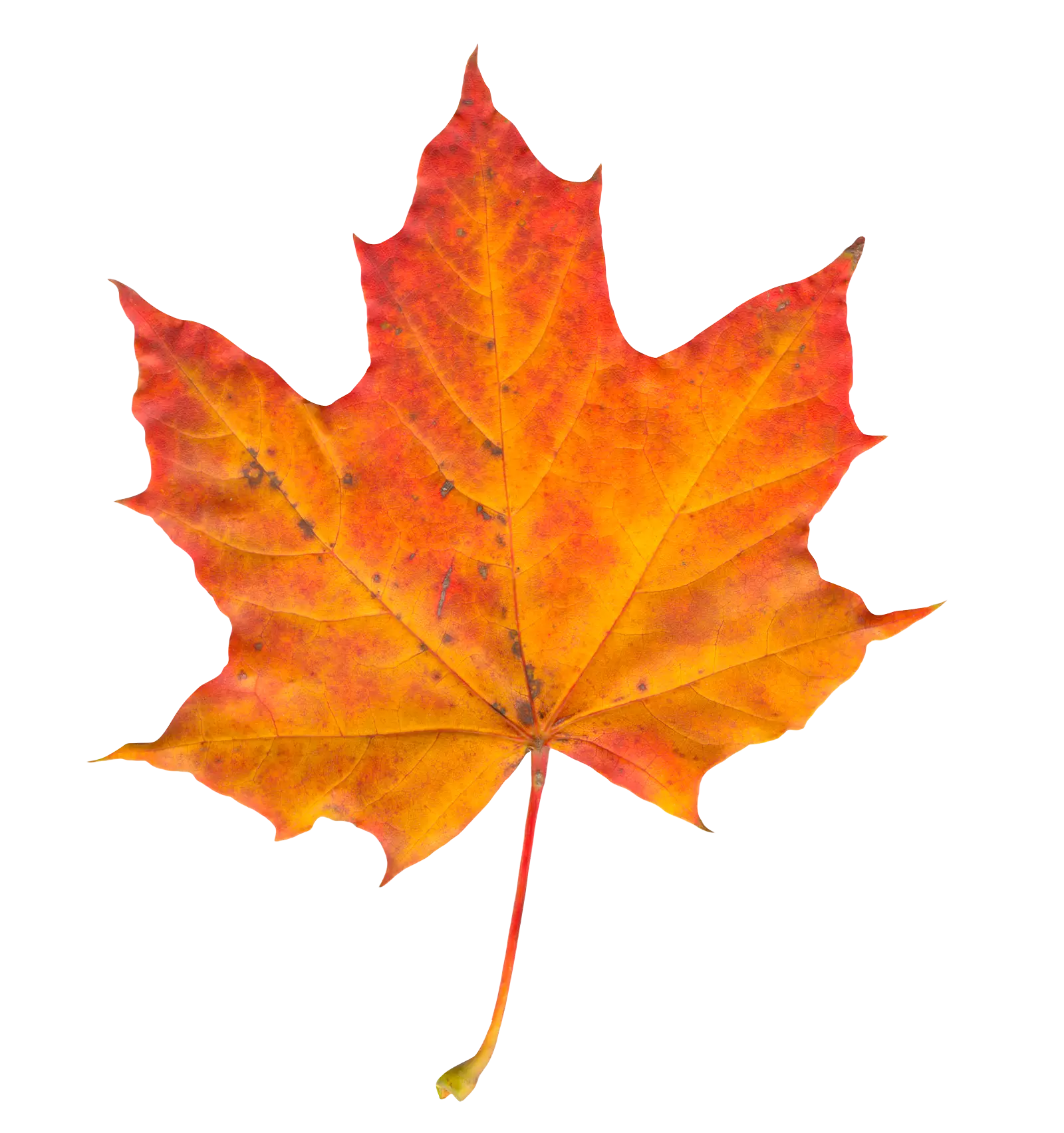 Orange Maple Leaf in Autumn