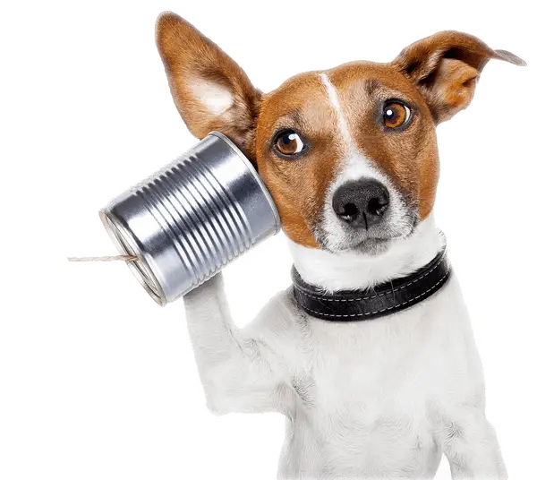 Creative Dog with Tin Can Phone