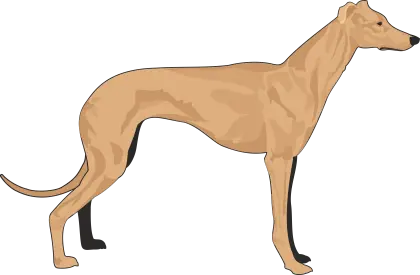 Brown Greyhound Illustration