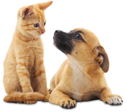 Cute Cat and Dog