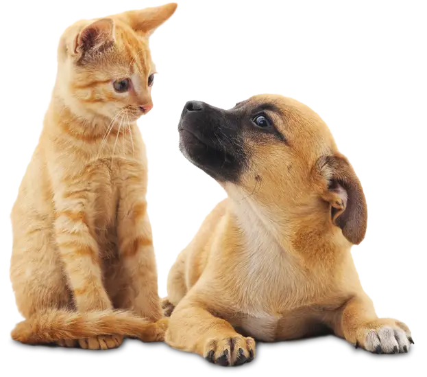 Cute Cat and Dog