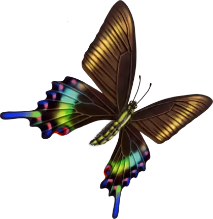 Multicolored Butterfly Design