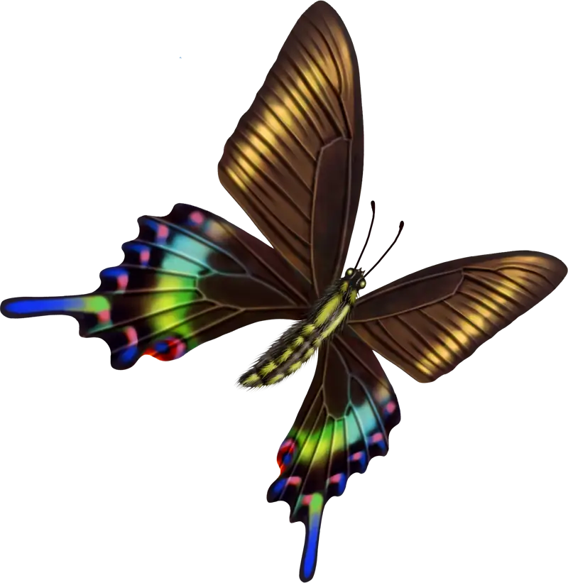 Multicolored Butterfly Design