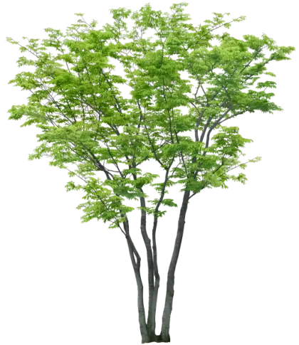 Lush Green Tree with Branches