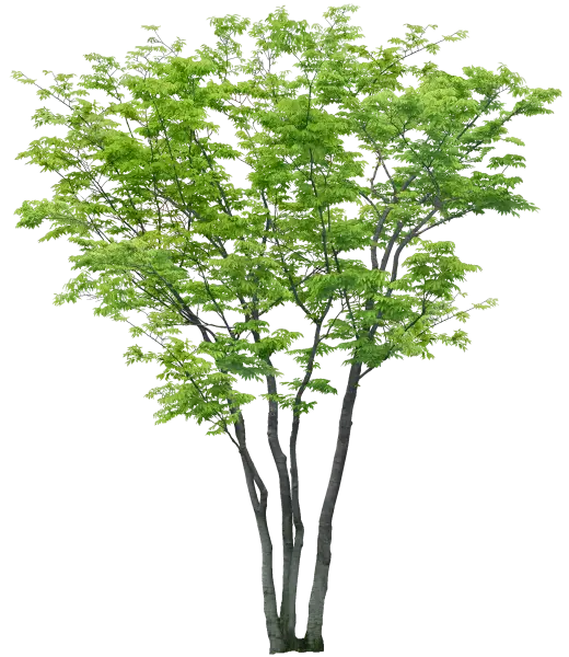Lush Green Tree with Branches