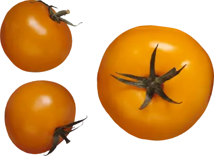 Fresh Yellow Tomatoes