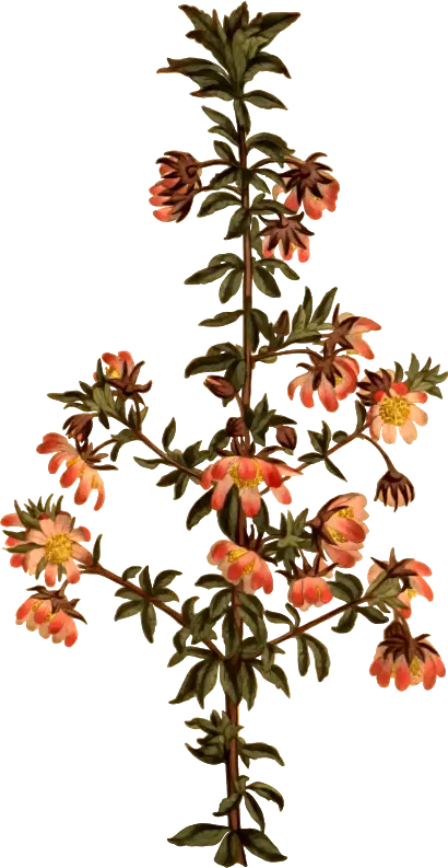 Beautiful Flowering Plant