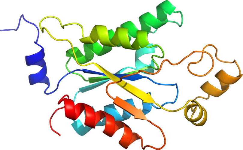 Protein 3D Model Representation