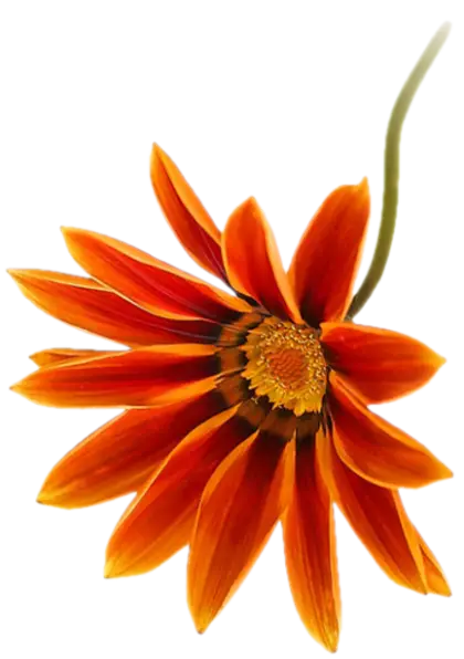 Vibrant Orange Flower with Detailed Petals