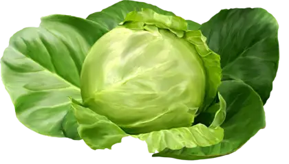 Freshly Picked Green Cabbage