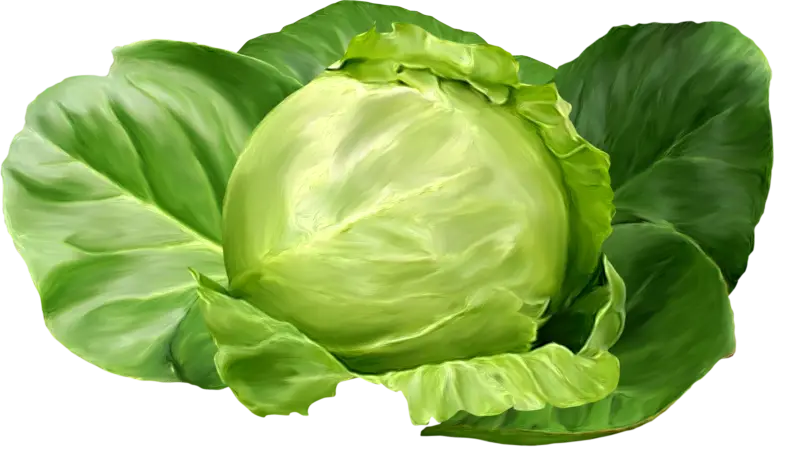 Freshly Picked Green Cabbage