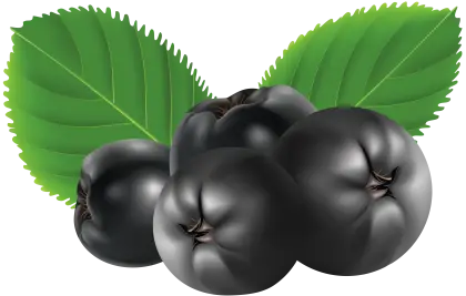 Black Berries with Green Leaves