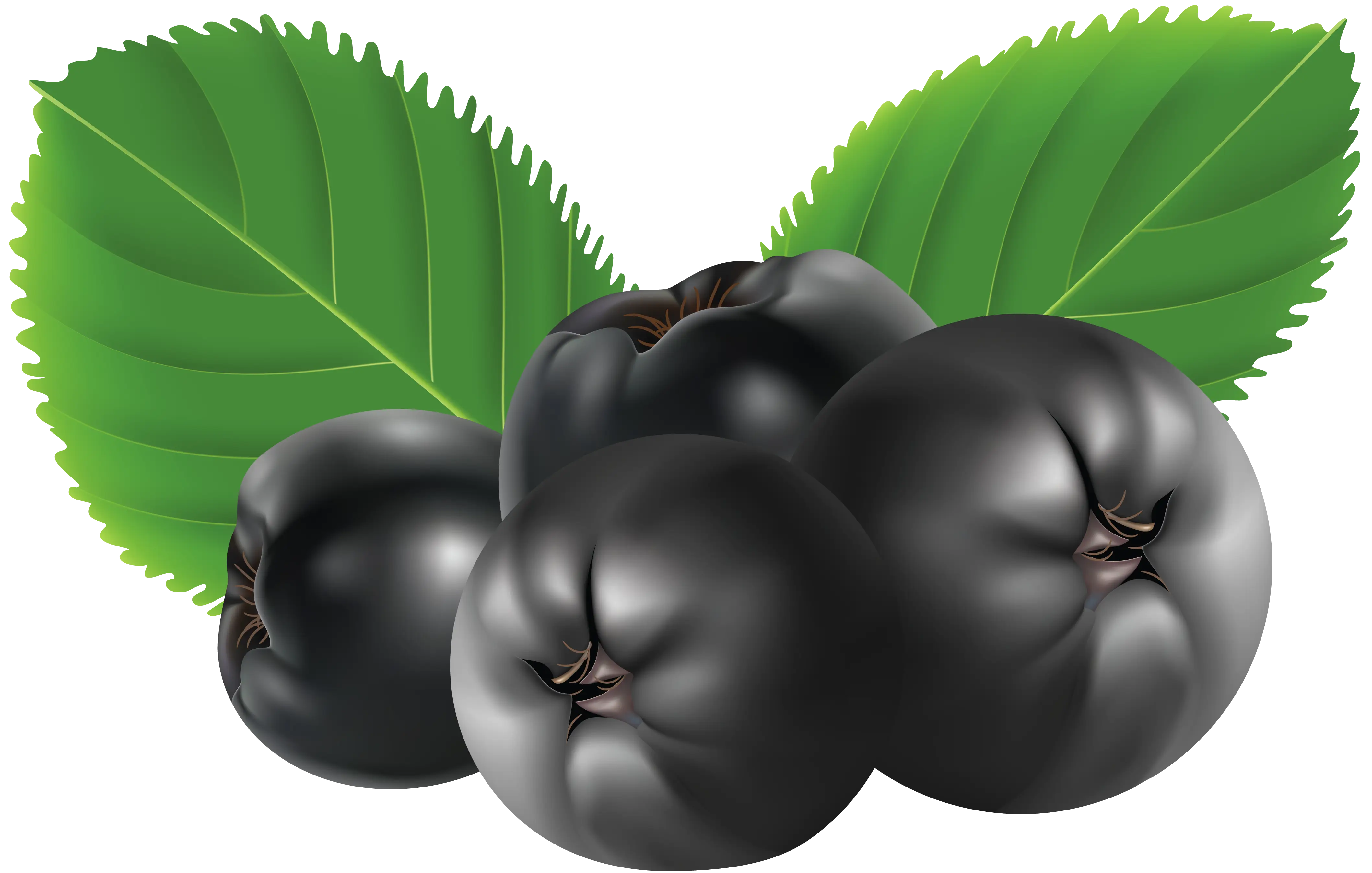 Black Berries with Green Leaves