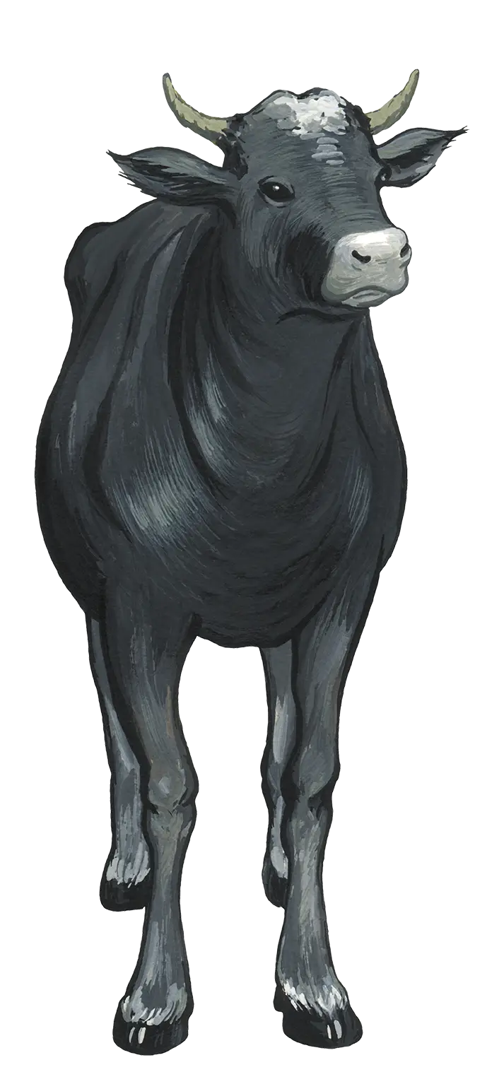 Black Cow on the Farm