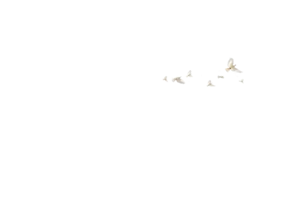 Plain White Background