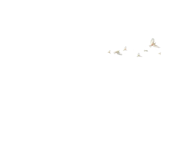 Plain White Background