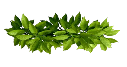 Green Leaves on a Branch
