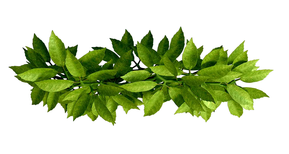 Green Leaves on a Branch