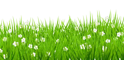 Lush Green Grass with White Flowers