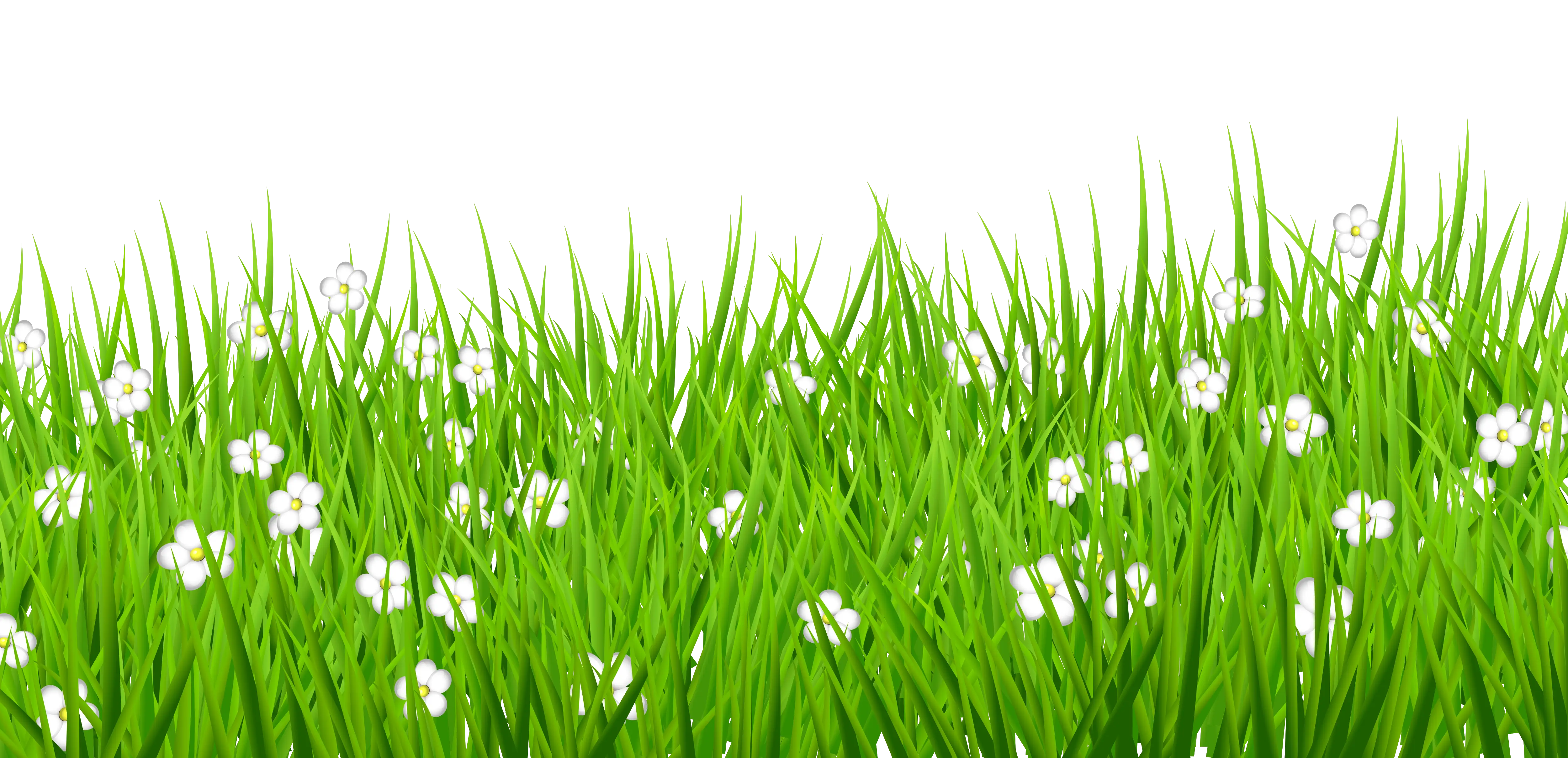 Lush Green Grass with White Flowers
