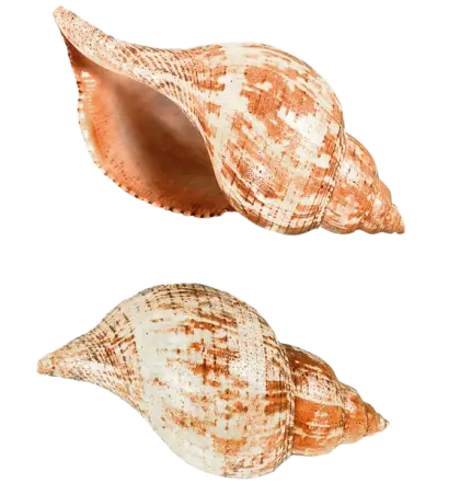 Seashells for Marine Decor