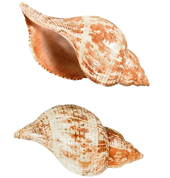 Seashells for Marine Decor