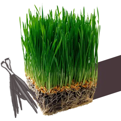 Fresh Green Grass with Roots