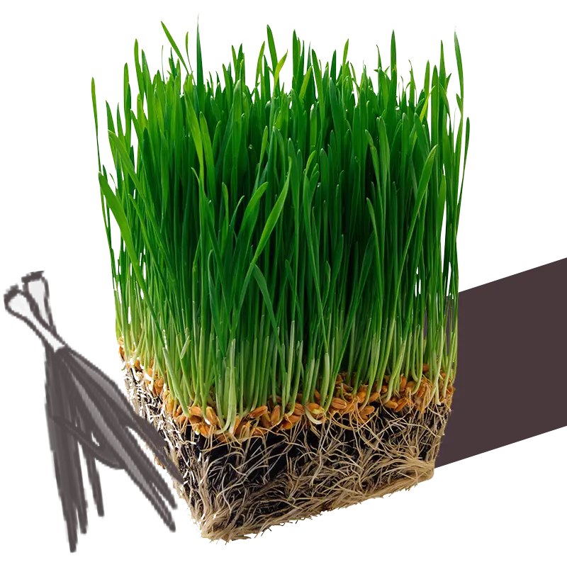 Fresh Green Grass with Roots