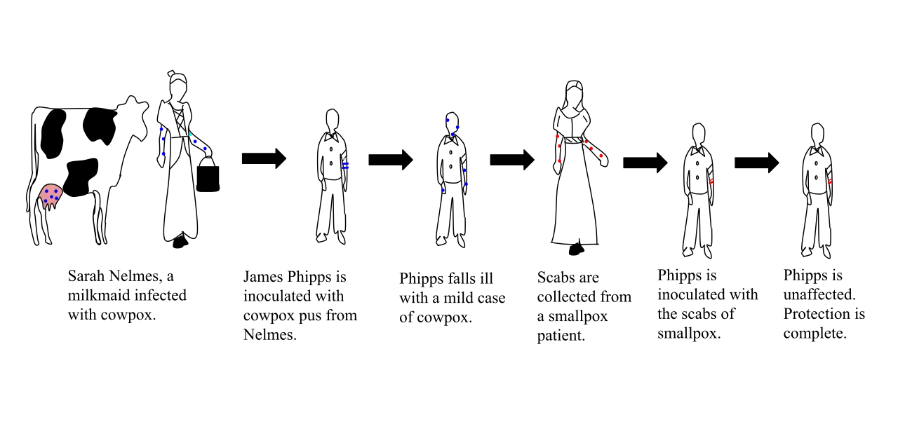 Historical Vaccination Process Diagram