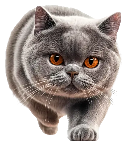 Gray Cat with Orange Eyes