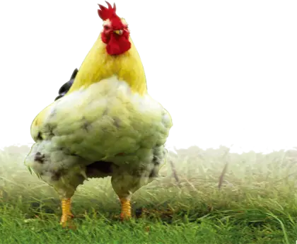 Chicken Standing on Grass