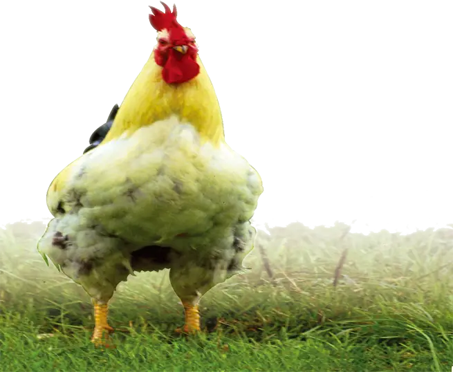 Chicken Standing on Grass