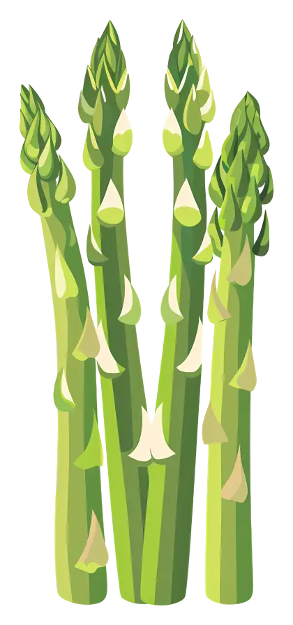 Detailed Green Asparagus Illustration