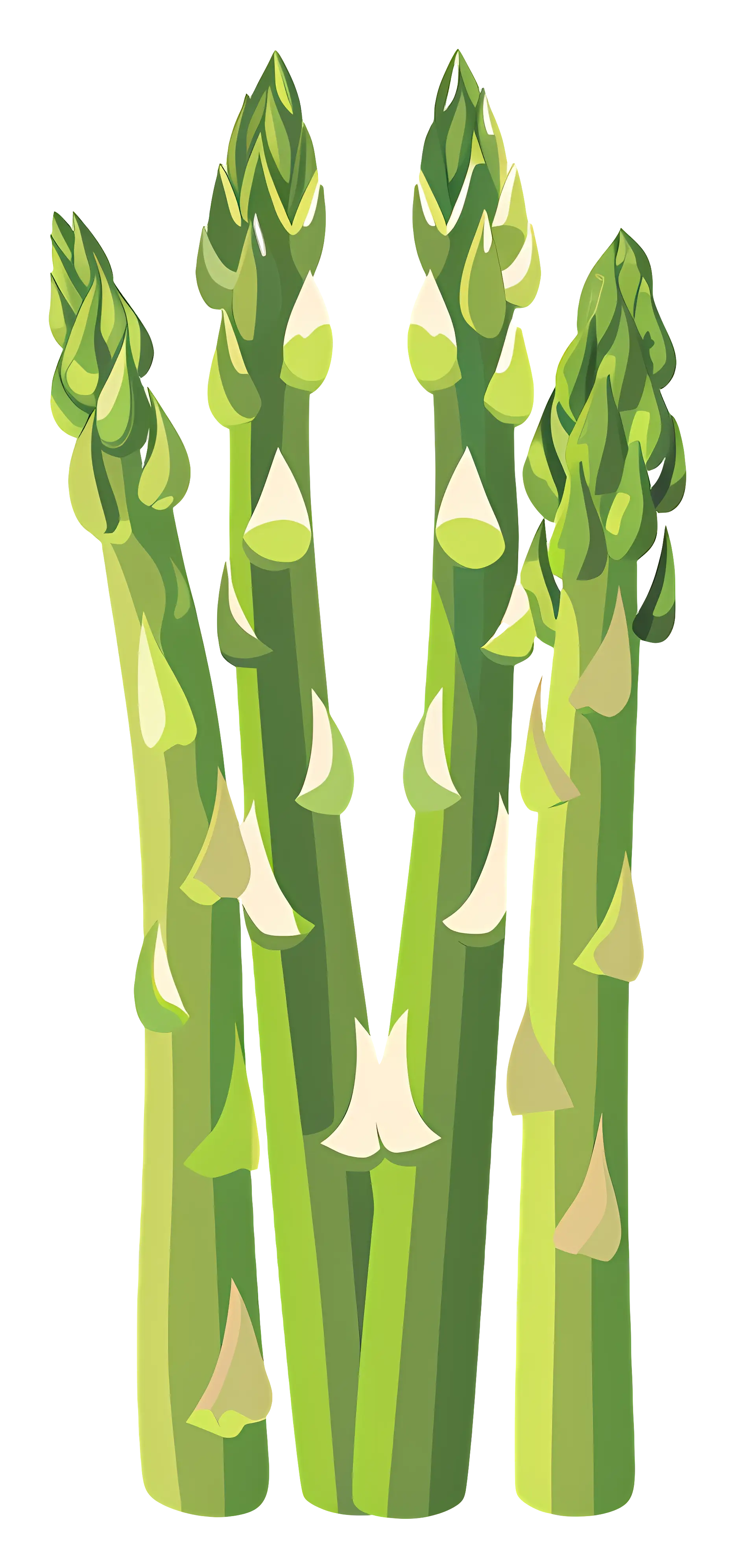 Detailed Green Asparagus Illustration