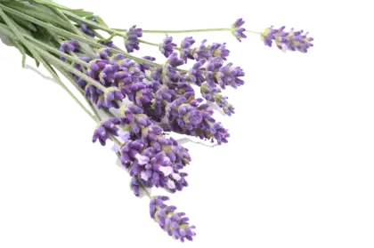 Bunch of Purple Lavender Flowers