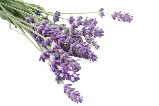 Bunch of Purple Lavender Flowers