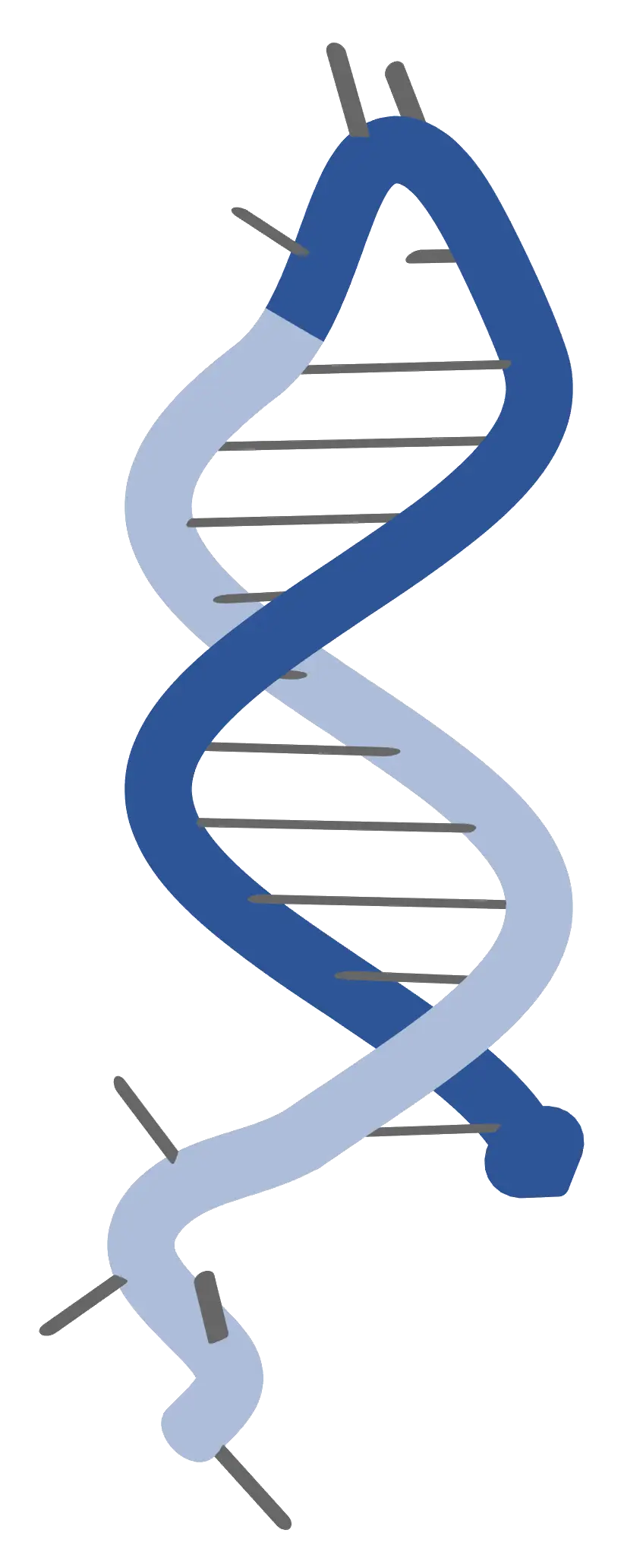 Blue Double-Helix DNA Strand Illustration
