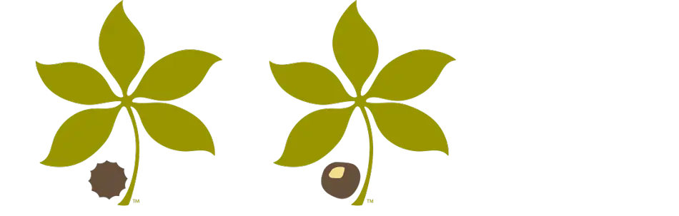 Green Leaf with Nut