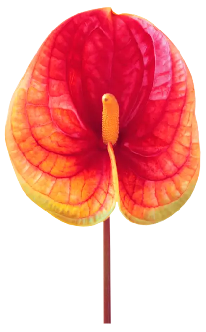 Beautiful Red and Yellow Flower