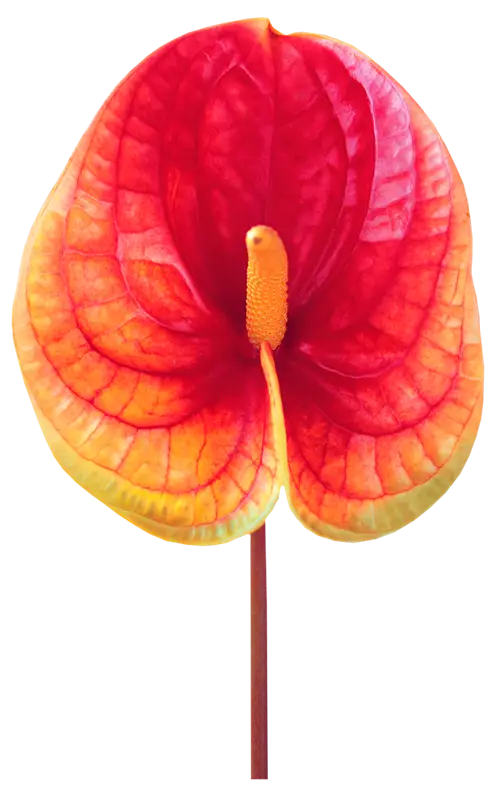 Beautiful Red and Yellow Flower