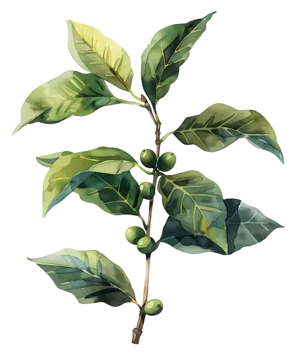 Branch with Green Leaves Illustration