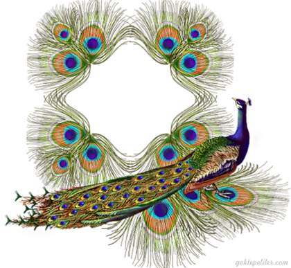 Colorful Peacock with Feathers