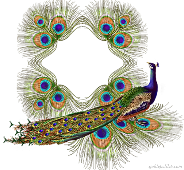 Colorful Peacock with Feathers