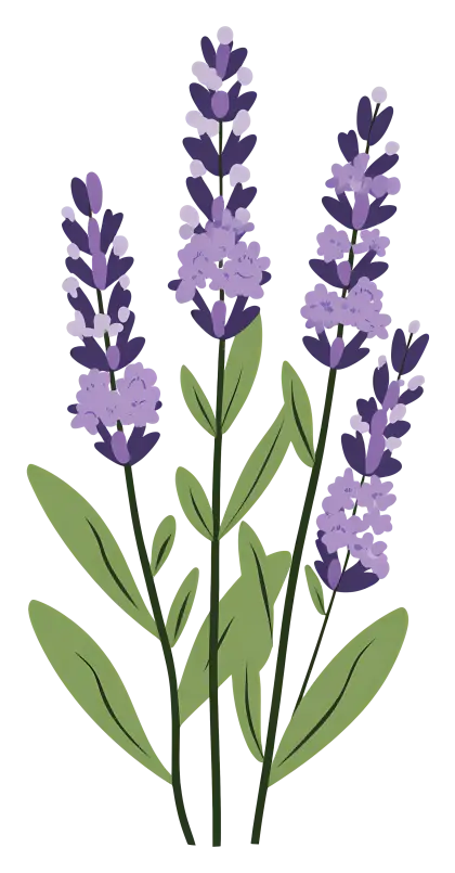 Lavender Flowers Illustration with Green Stems