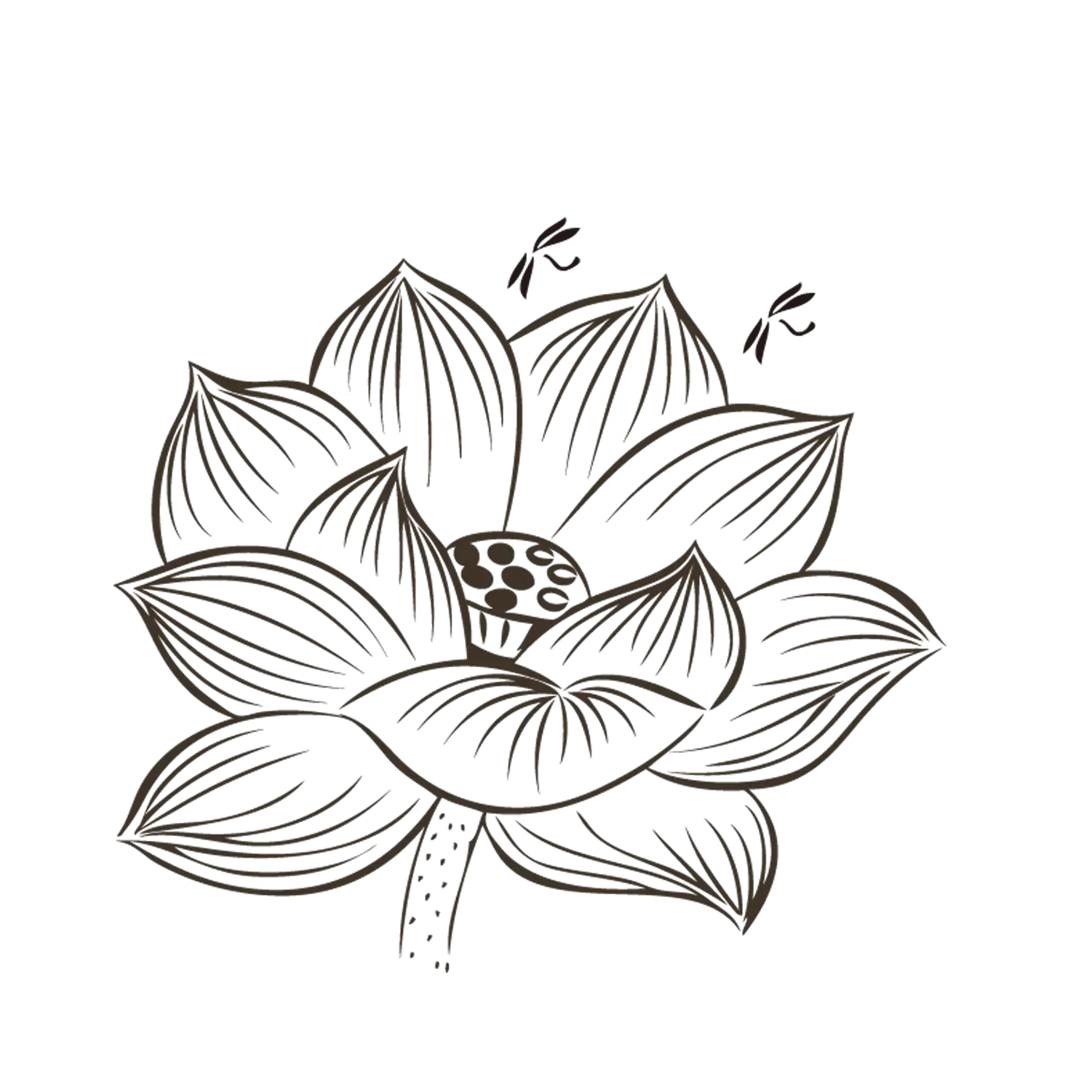 Black and White Lotus Drawing