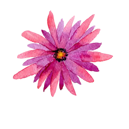 Pink Watercolor Flower Illustration