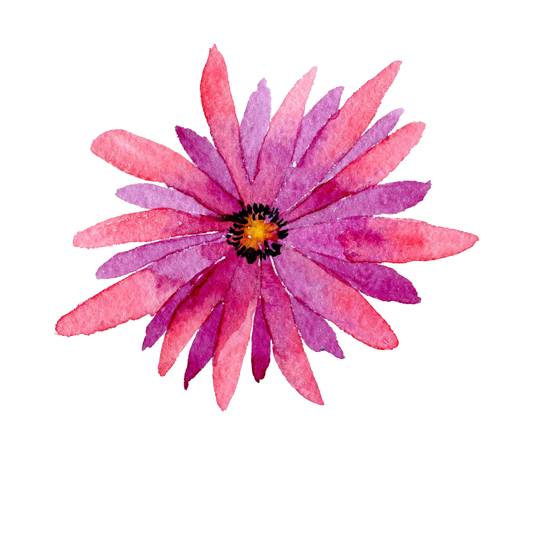 Pink Watercolor Flower Illustration