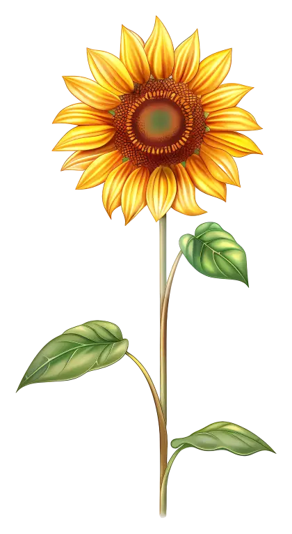 Vibrant Sunflower Illustration with Full Bloom