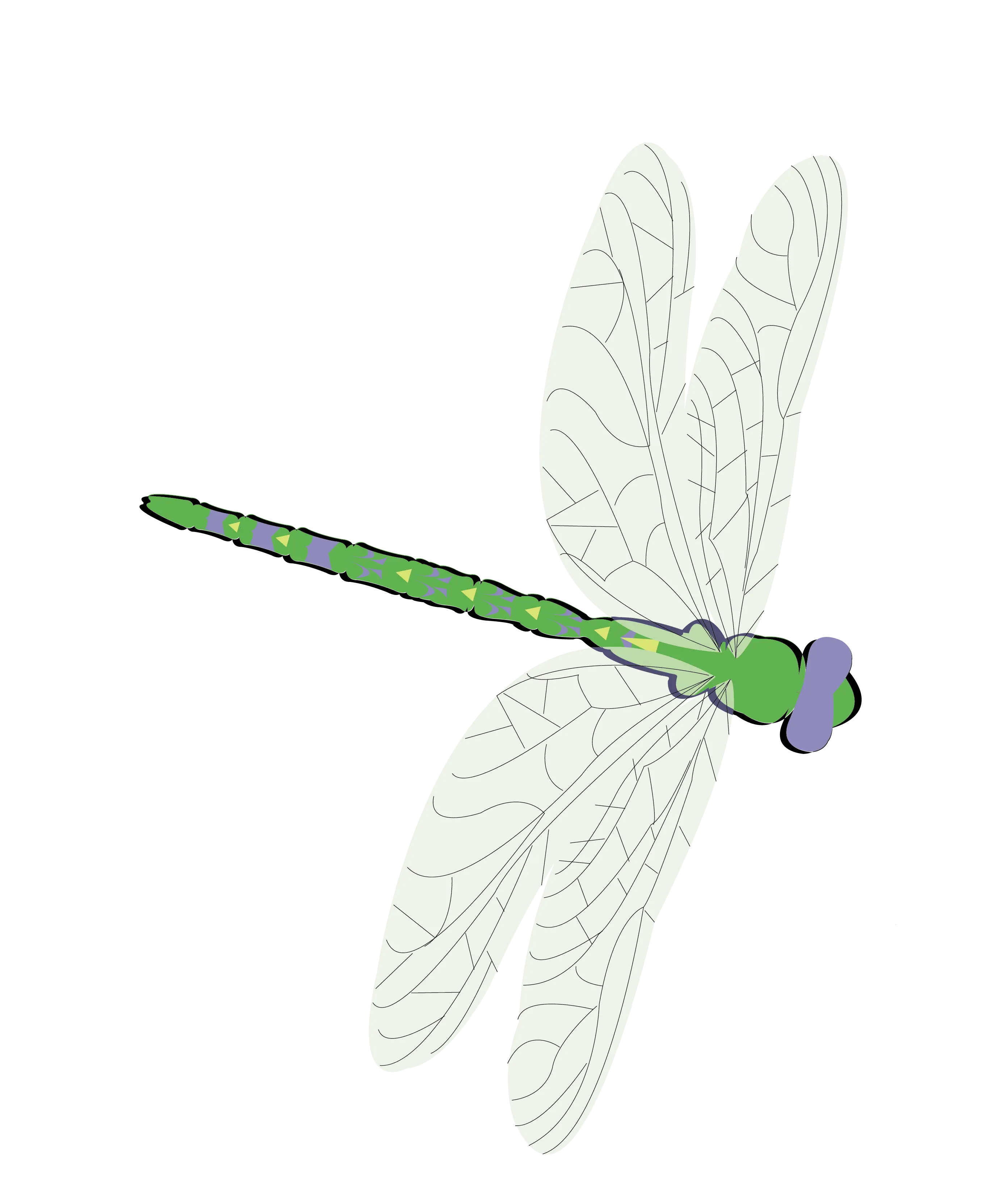 Green Dragonfly Illustration