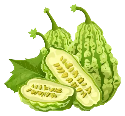Fresh Green Bitter Gourds Illustration